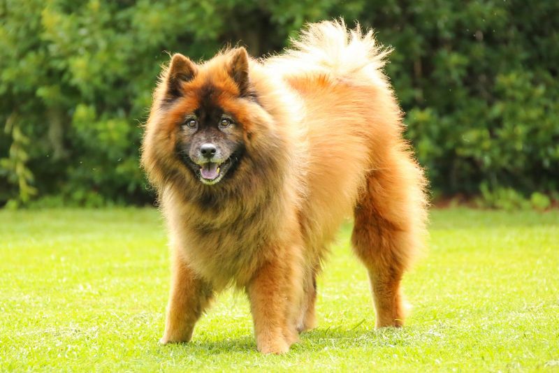 Eurasier