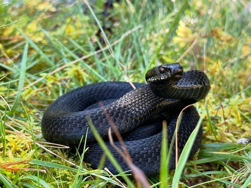 European Adder