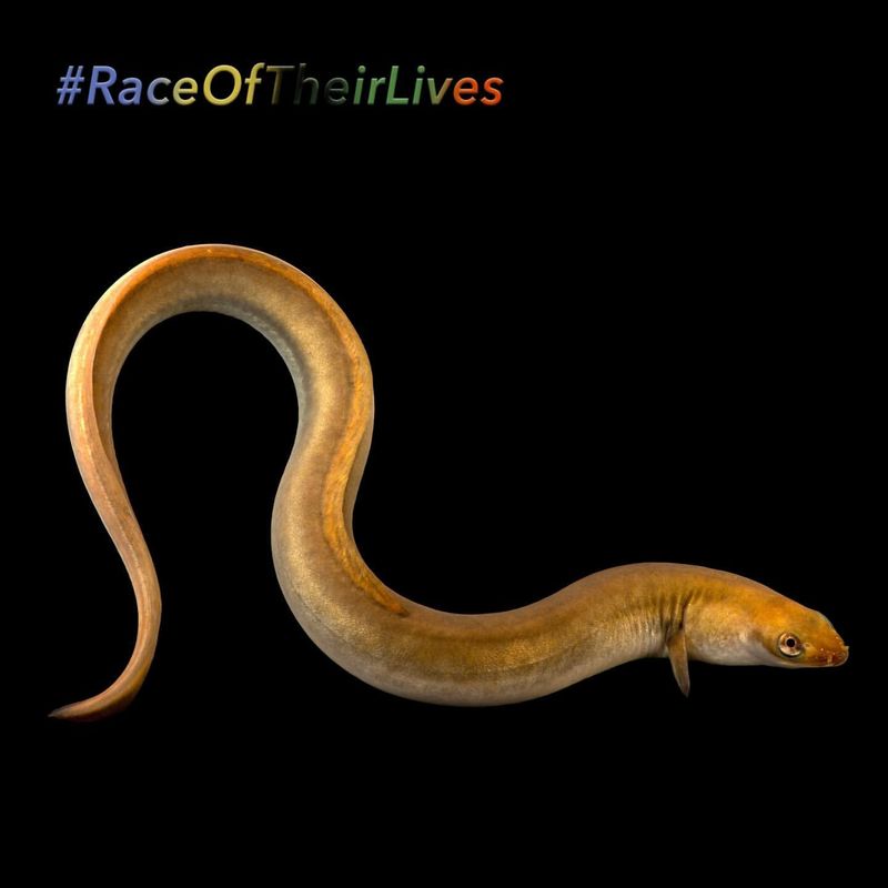 European Eel (River Thames, UK)