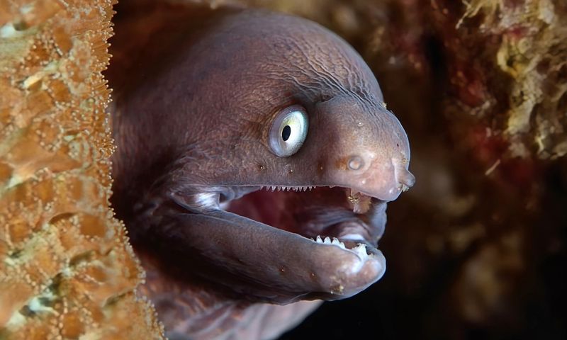 European Eel