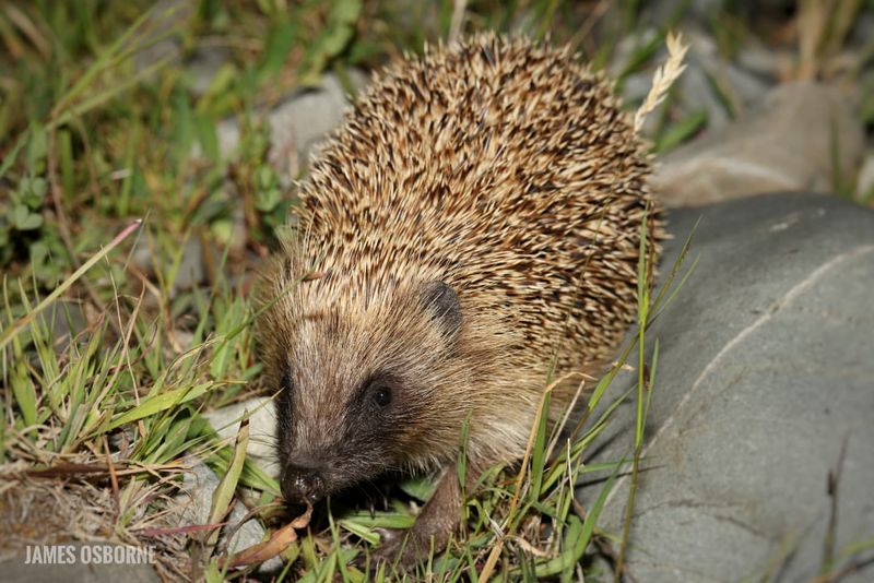 European Hedgehog