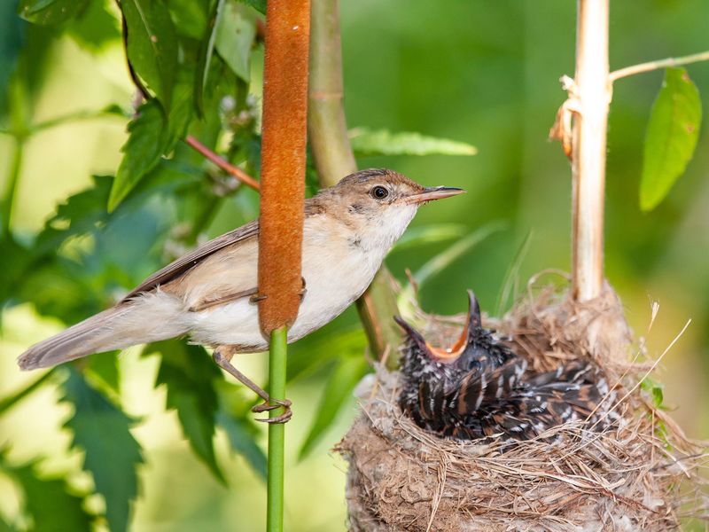 European Reed Warbler