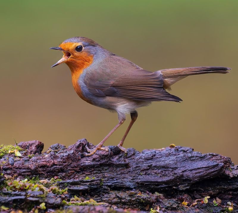 European Robin