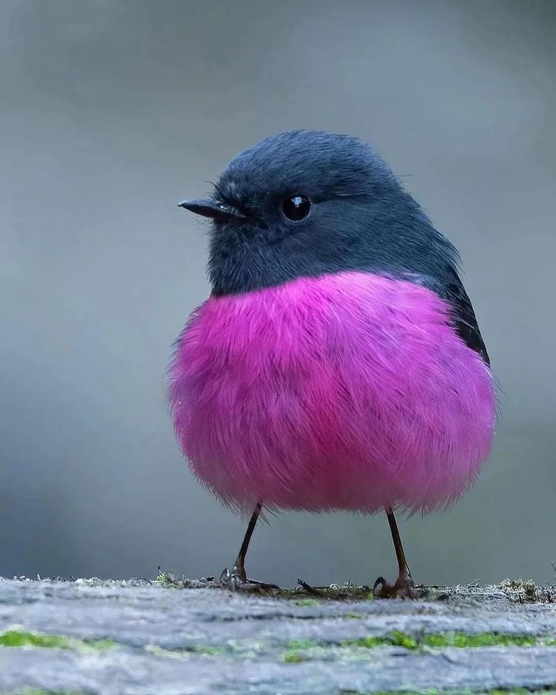 European Robin (pinkish-red feathers)