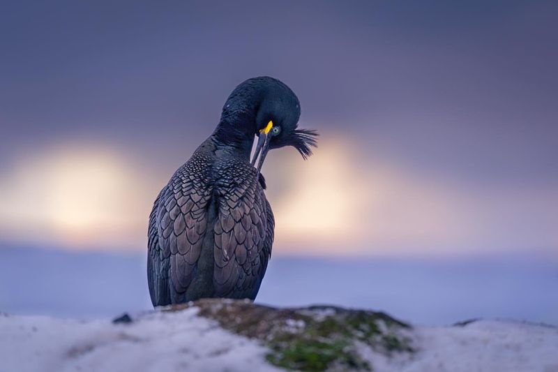 European Shag