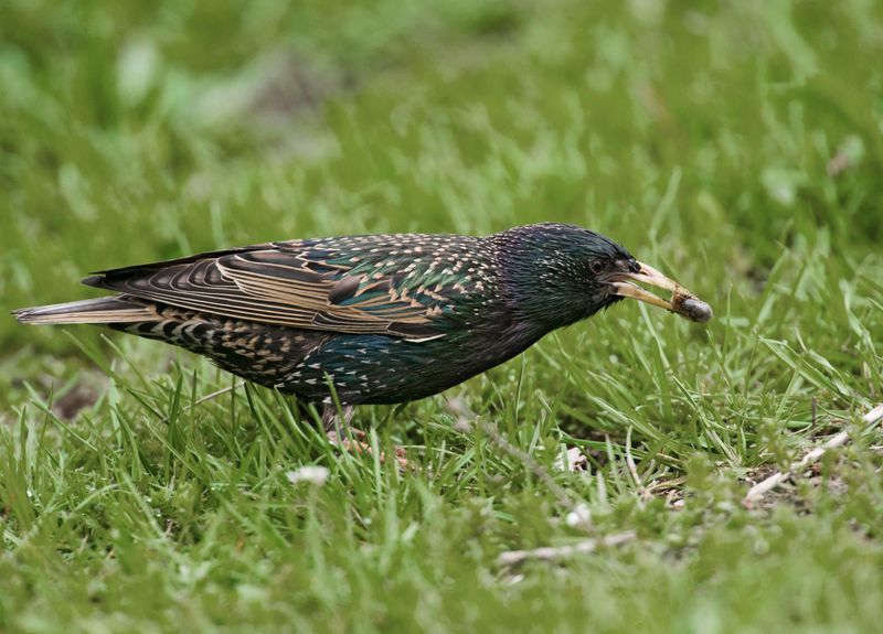 European Starling