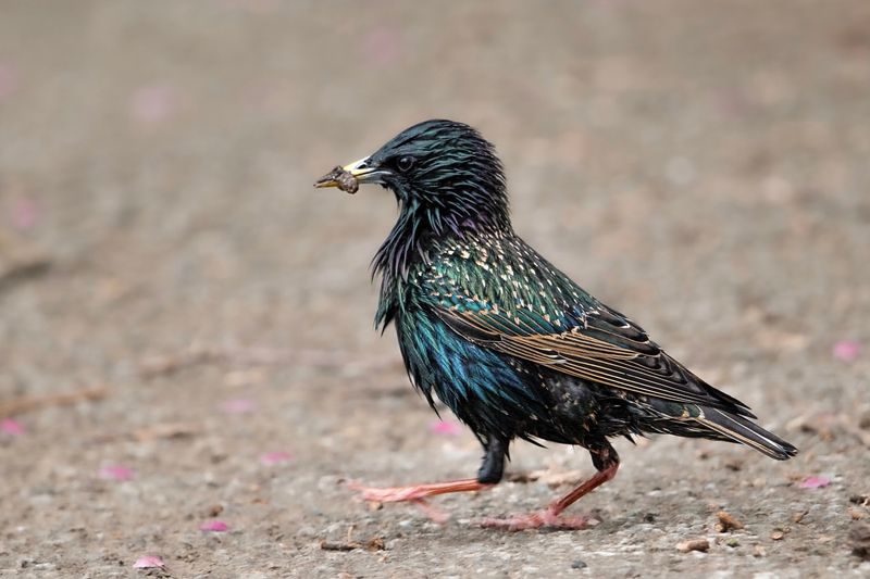 European Starling