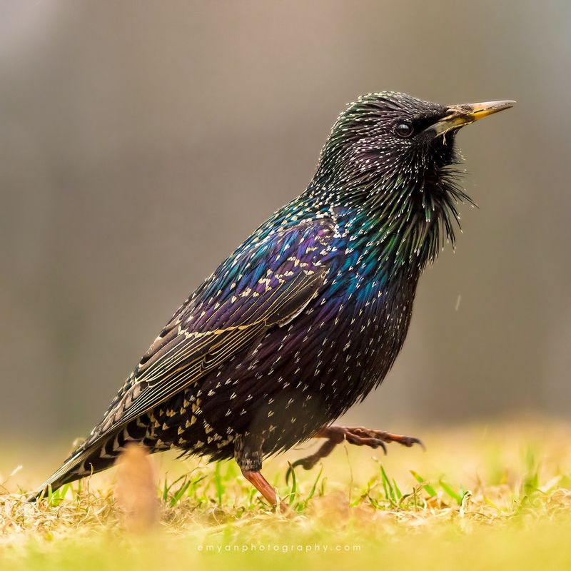 European Starling