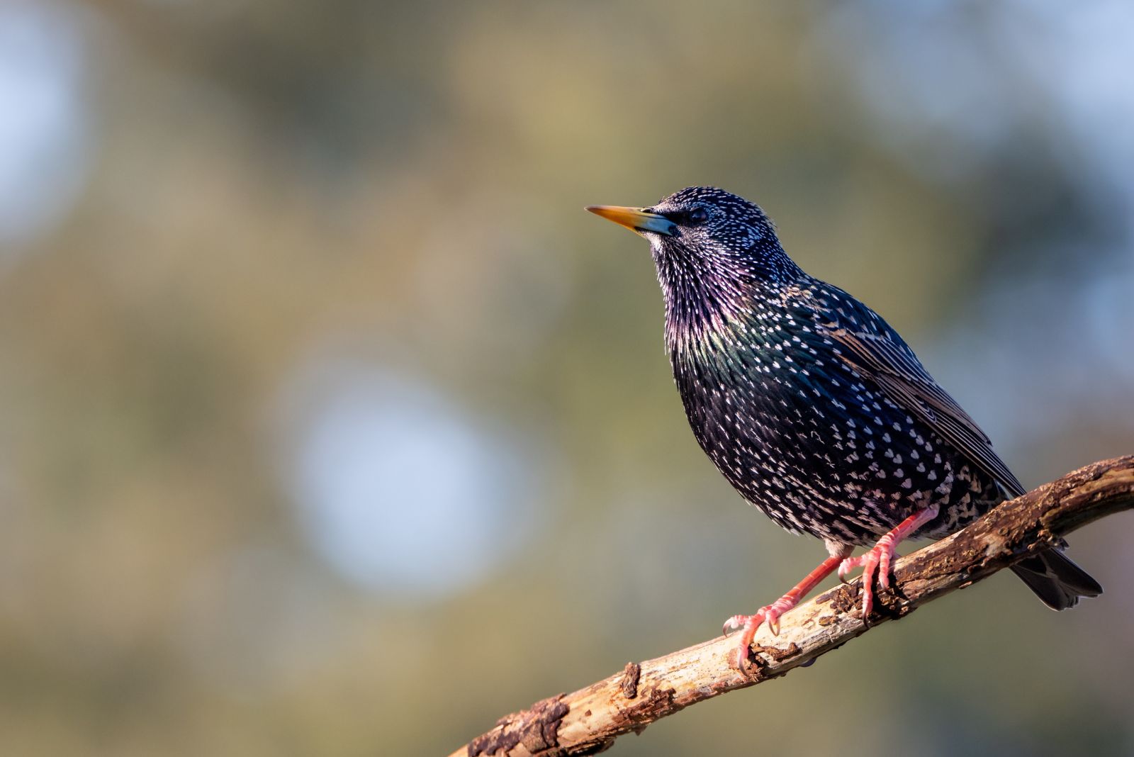 European Starling