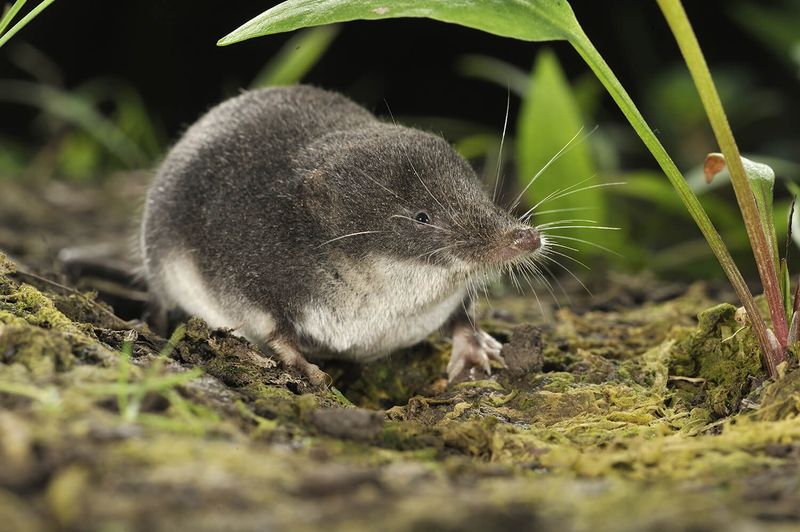 European Water Shrew