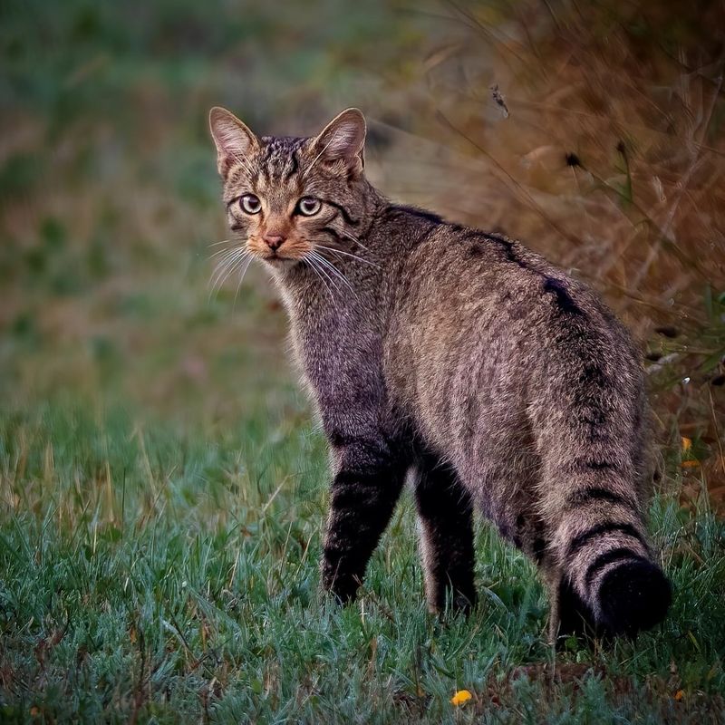 European Wildcat