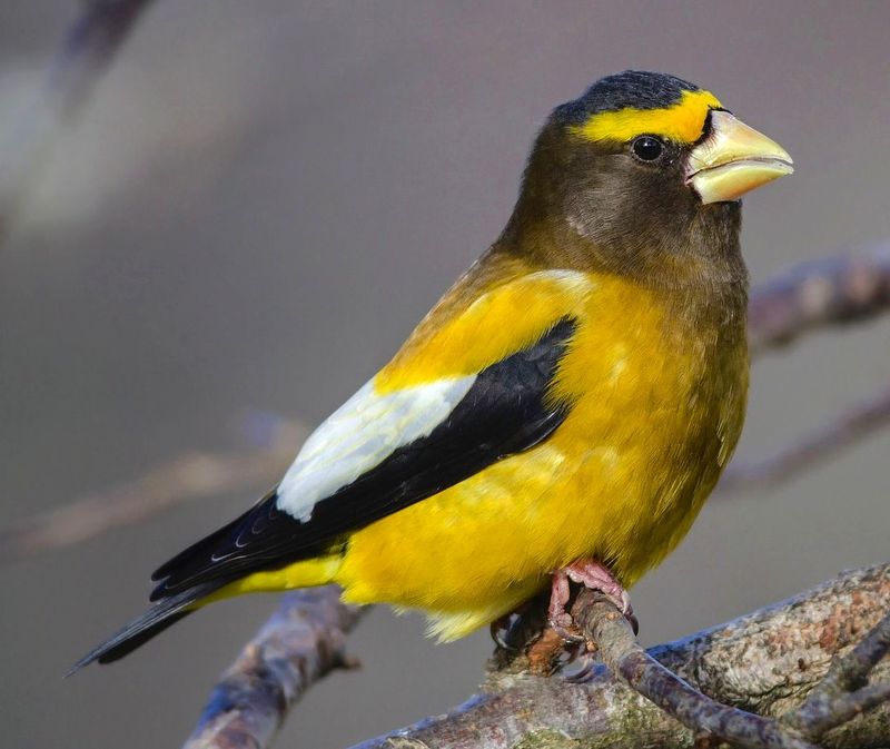 Evening Grosbeak