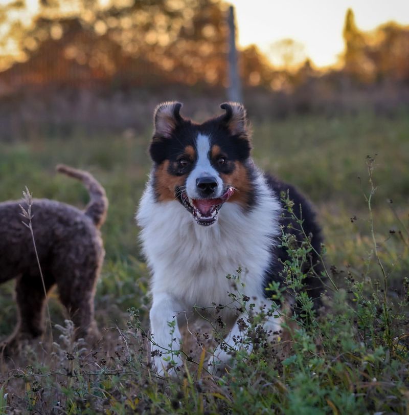 Excellent Herding Instincts