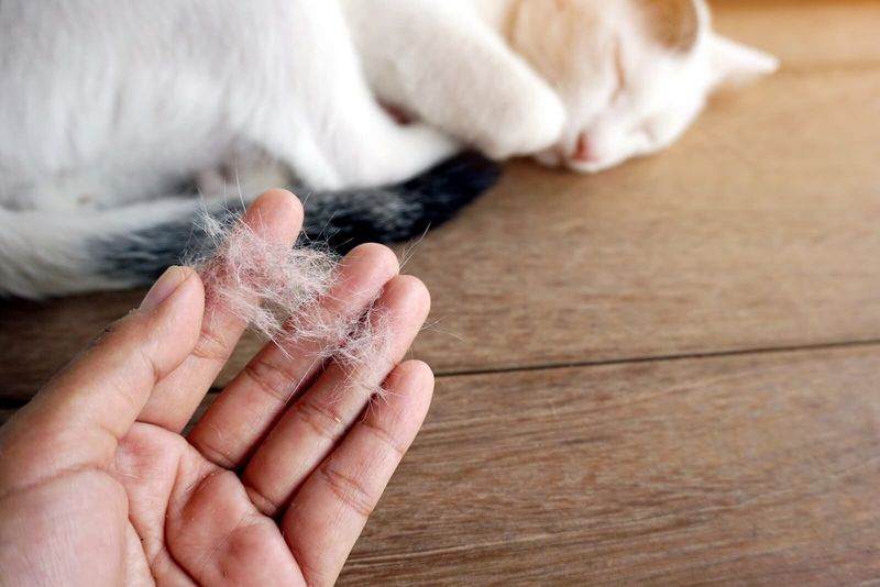 Excessive Shedding or Hair Loss