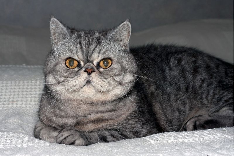 Exotic Shorthair