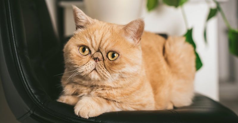 Exotic Shorthair