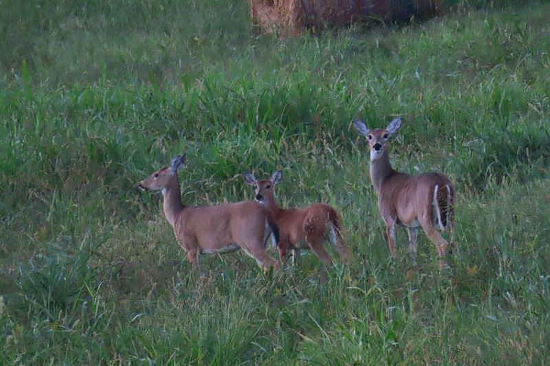 Fact 10: Diverse Habitat Range