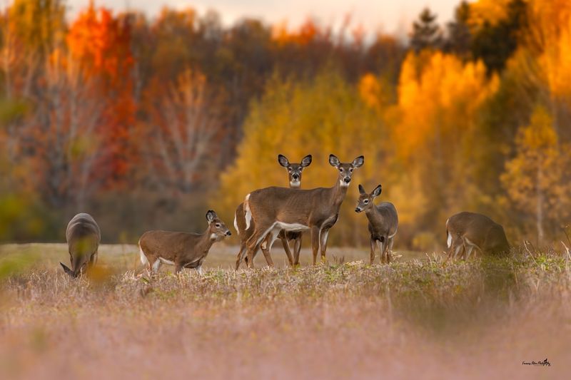 Fact 19: Deer Population Management