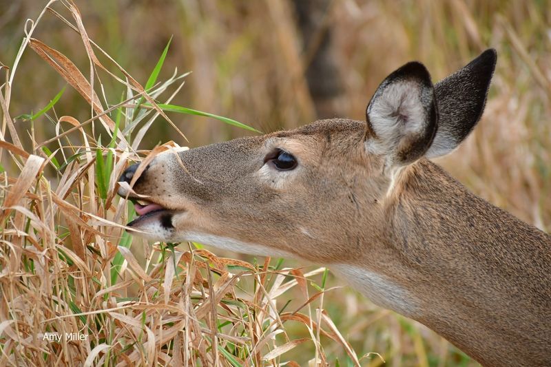 Fact 3: Herbivorous Diet