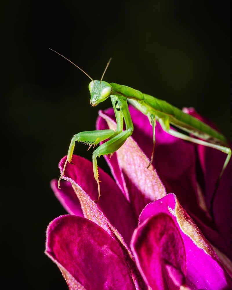 Fact 7: Beneficial Garden Predators