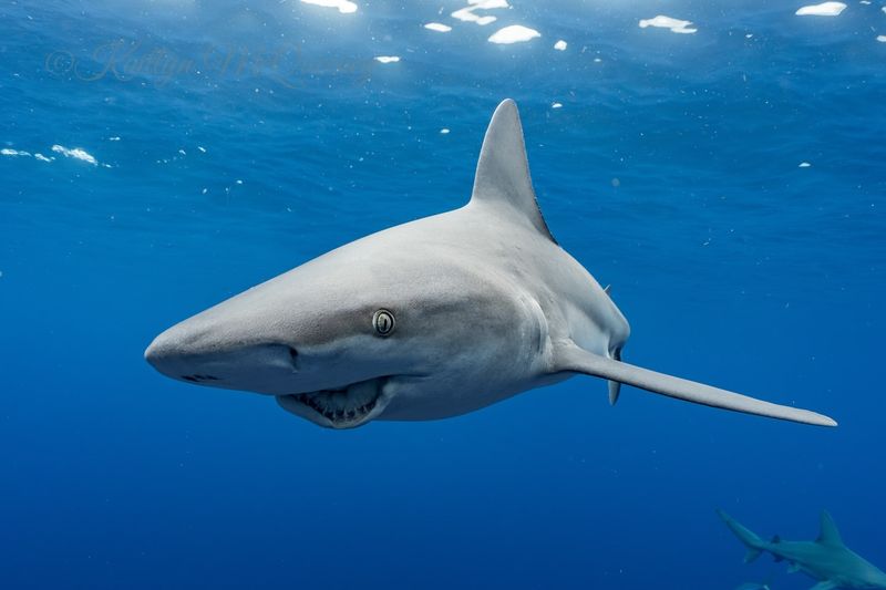 Fact: Sharks Exhibit Complex Behaviors