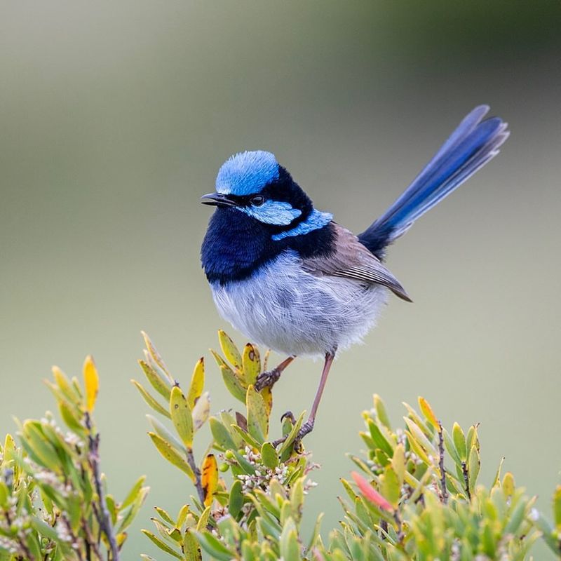 Fairy-wren