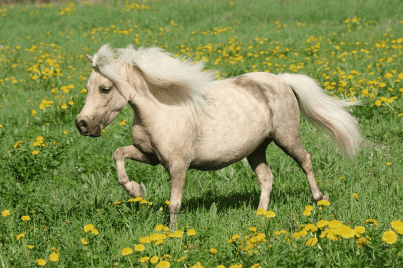 Falabella