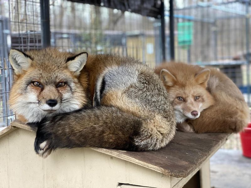 Farmed Foxes (e.g., Silver Foxes from Fur Farms)