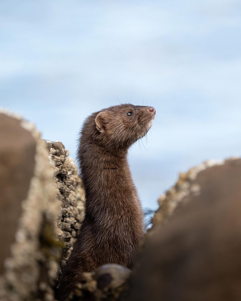 Farmed Mink