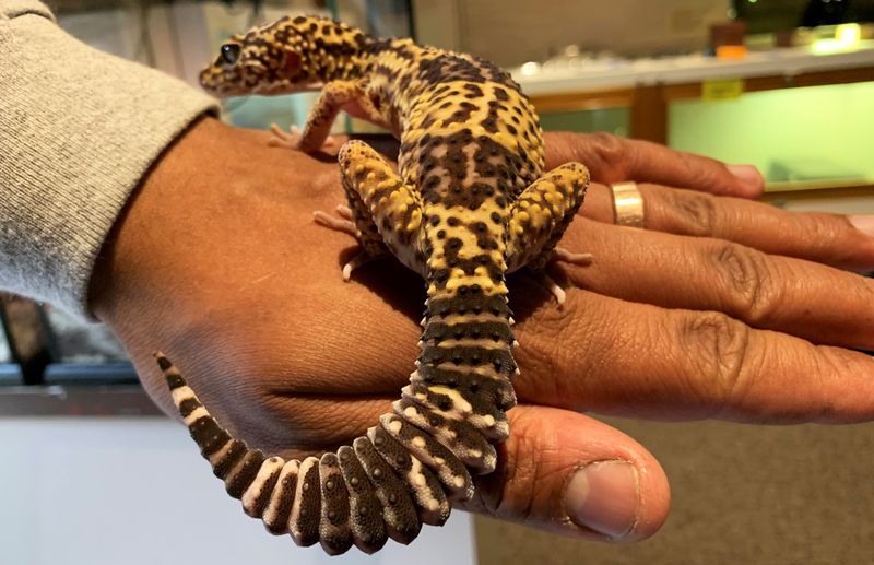 Fat-Tailed Leopard Gecko