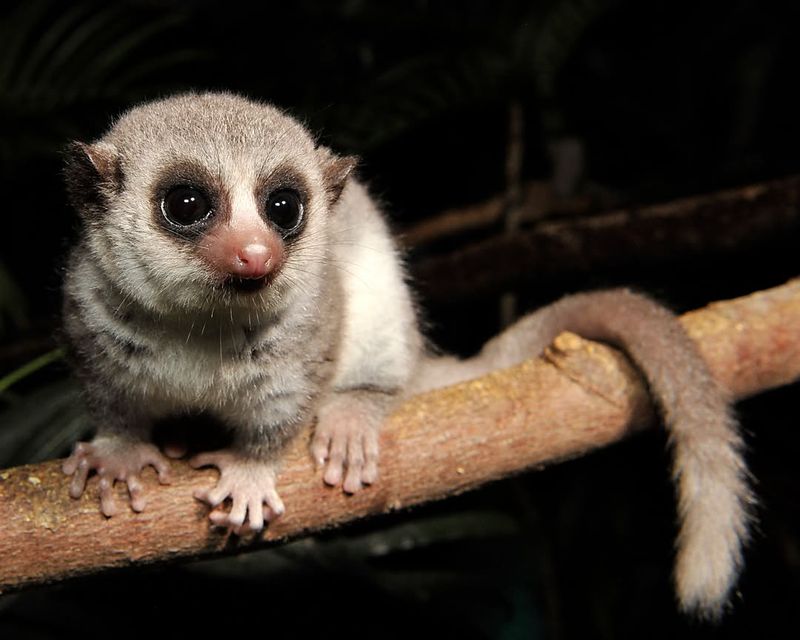 Fat-tailed Dwarf Lemur