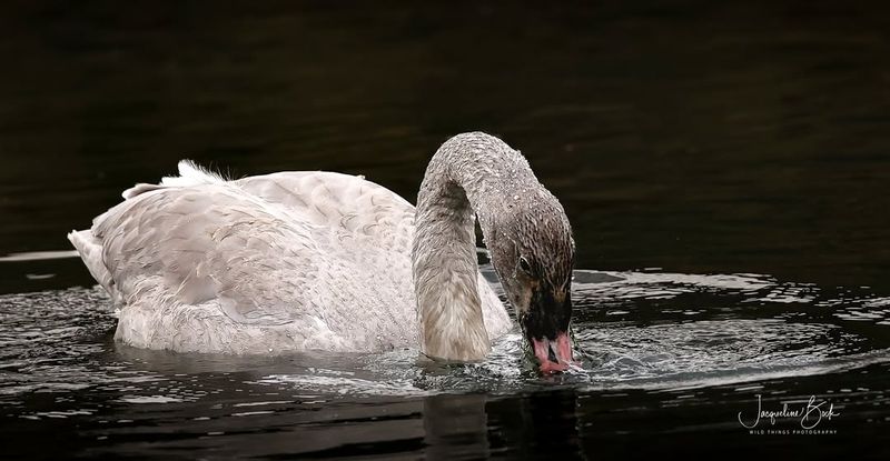 Feeding Habits of Swans