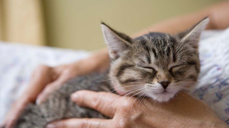 Feline Communication Tool