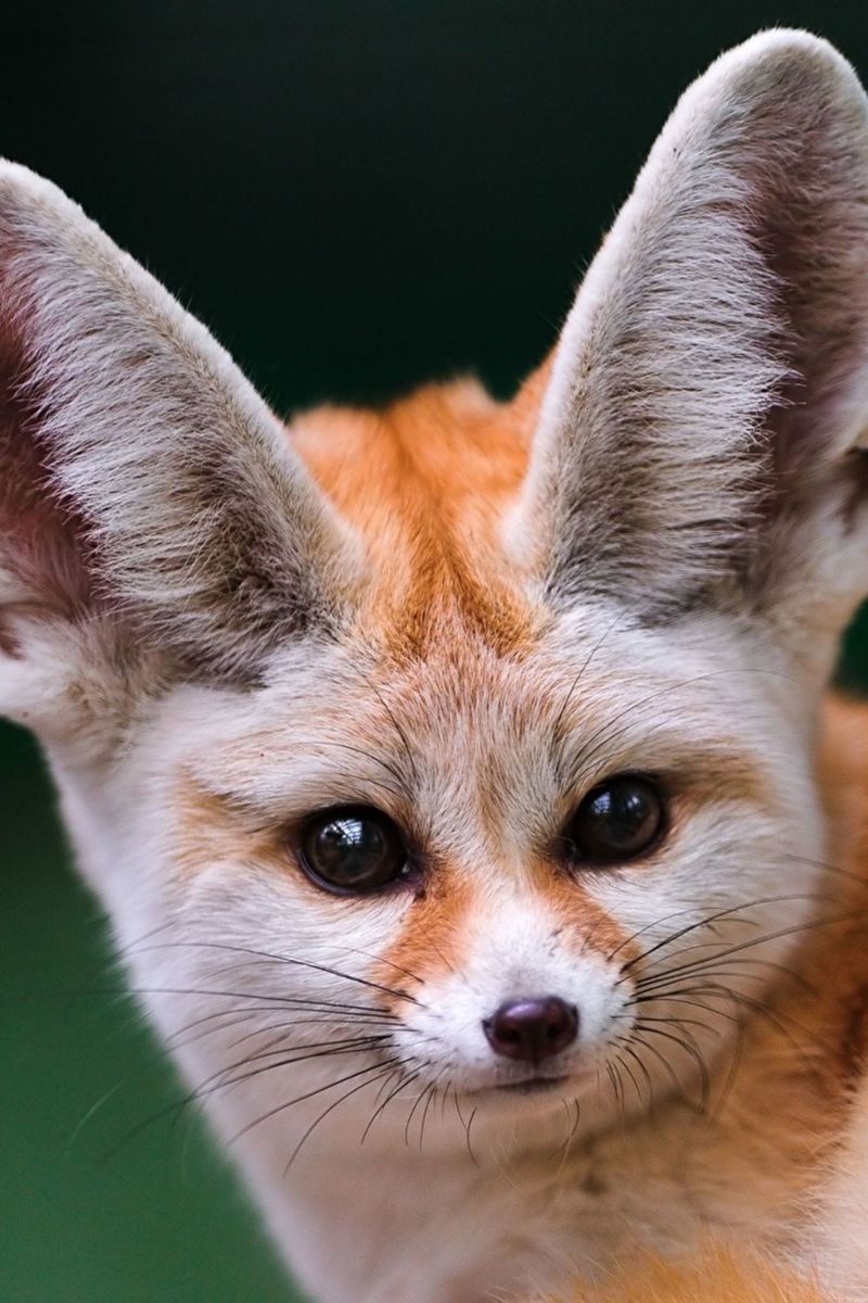 Fennec Fox