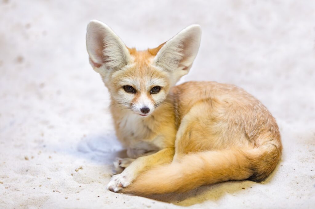 Fennec Fox