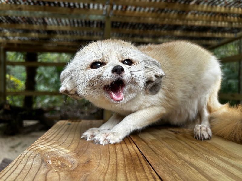 Fennec Fox