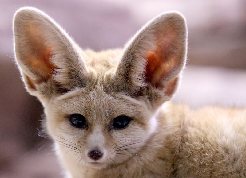 Fennec Fox's Large Ears