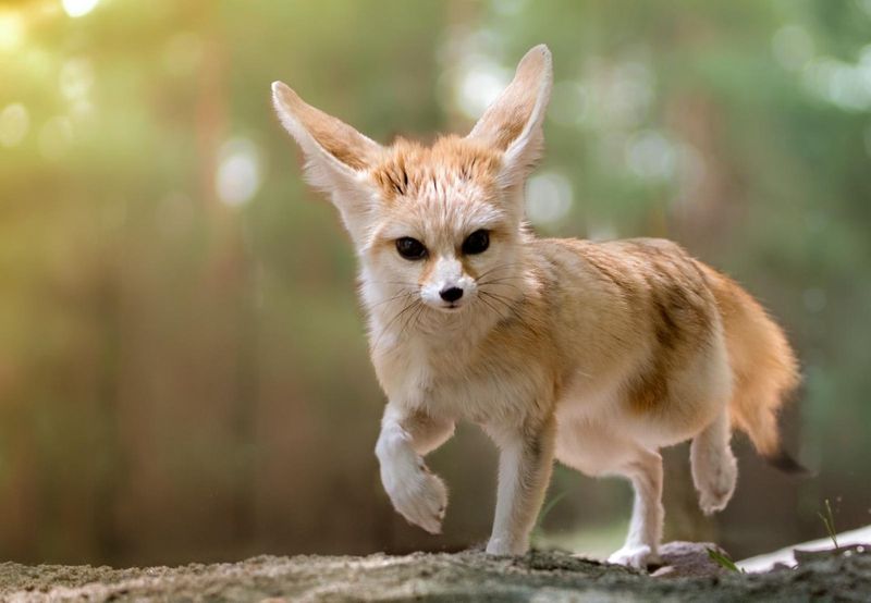 Fennec Fox