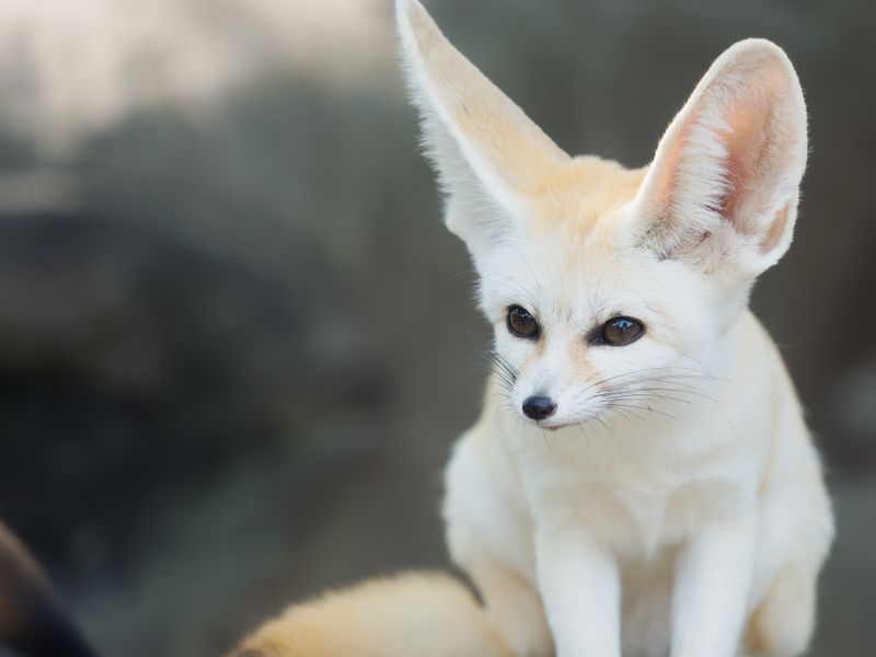 Fennec Fox