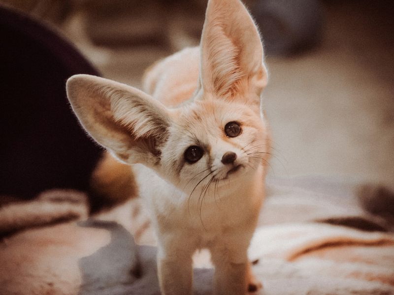 Fennec Fox