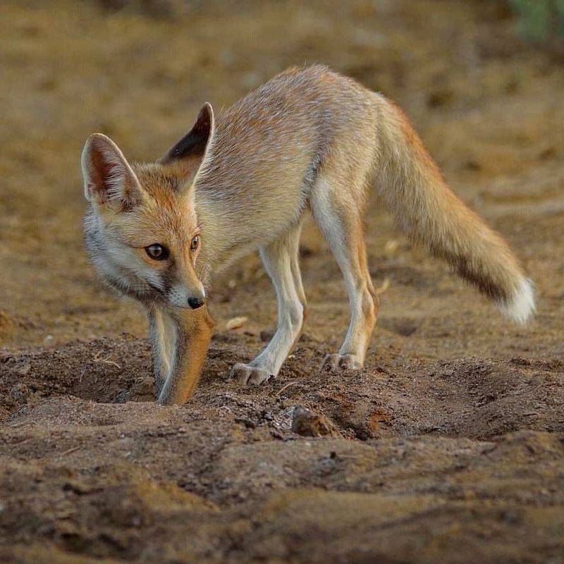 Fennec Fox in Sahara Desert