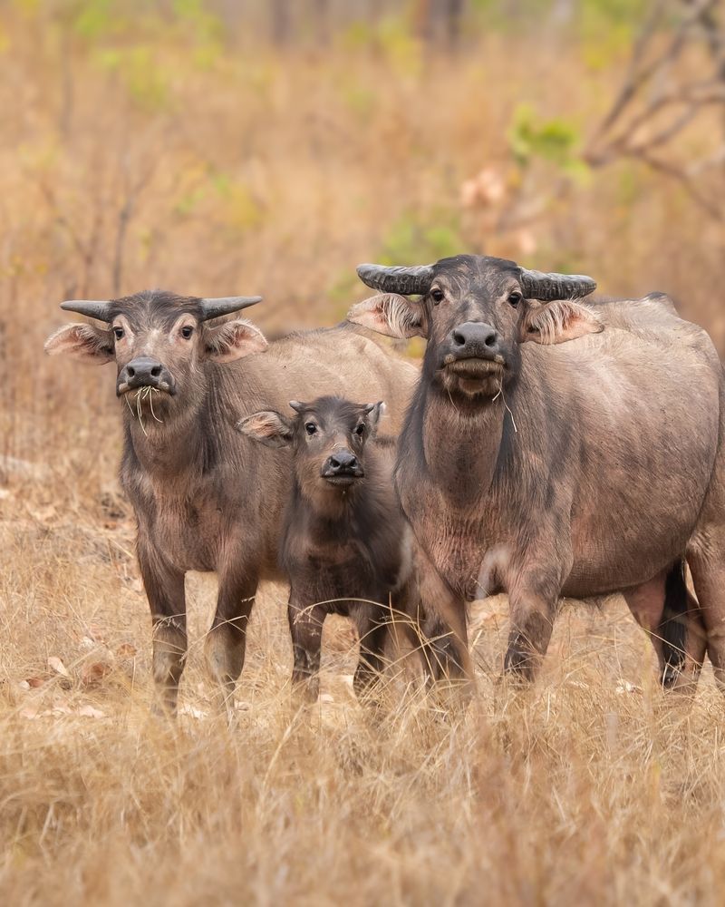 Feral Cattle