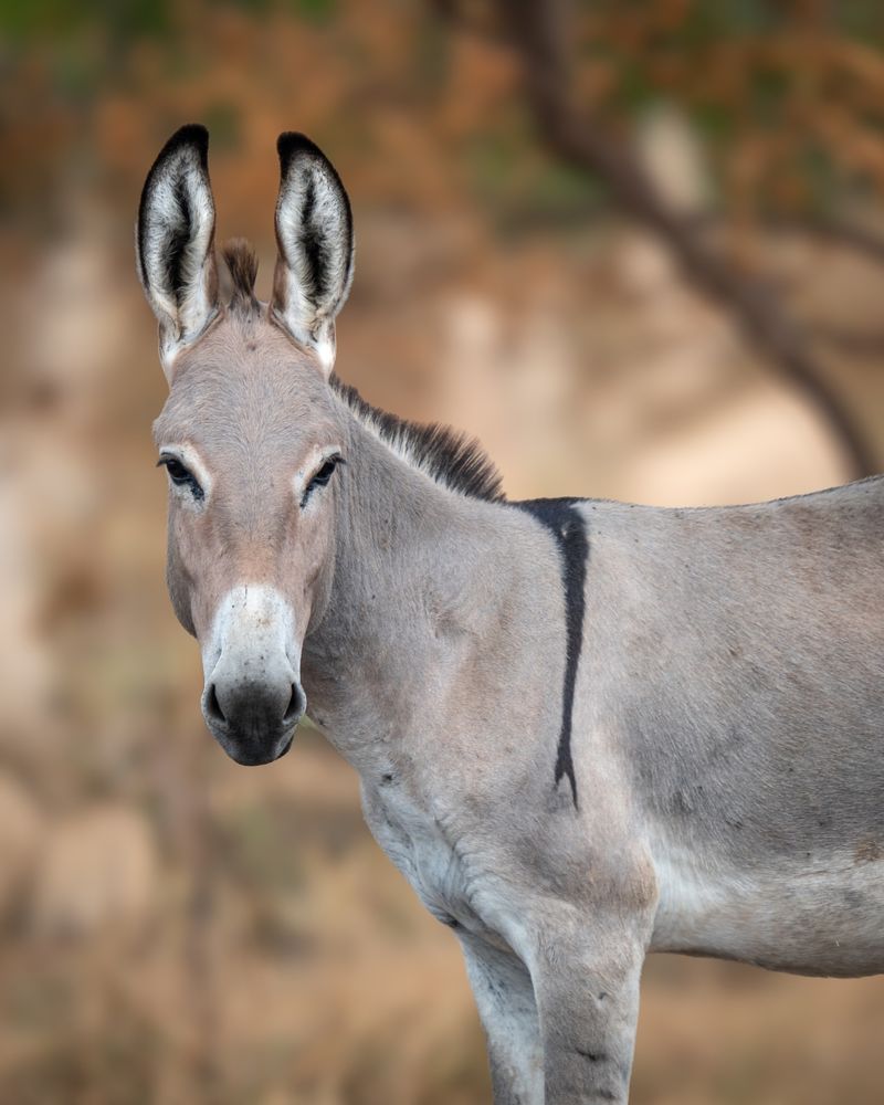 Feral Donkeys