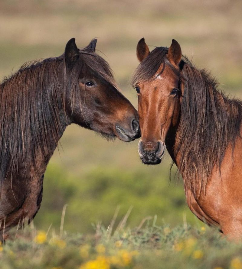 Feral Horses