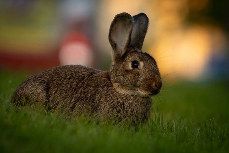 Feral Rabbits