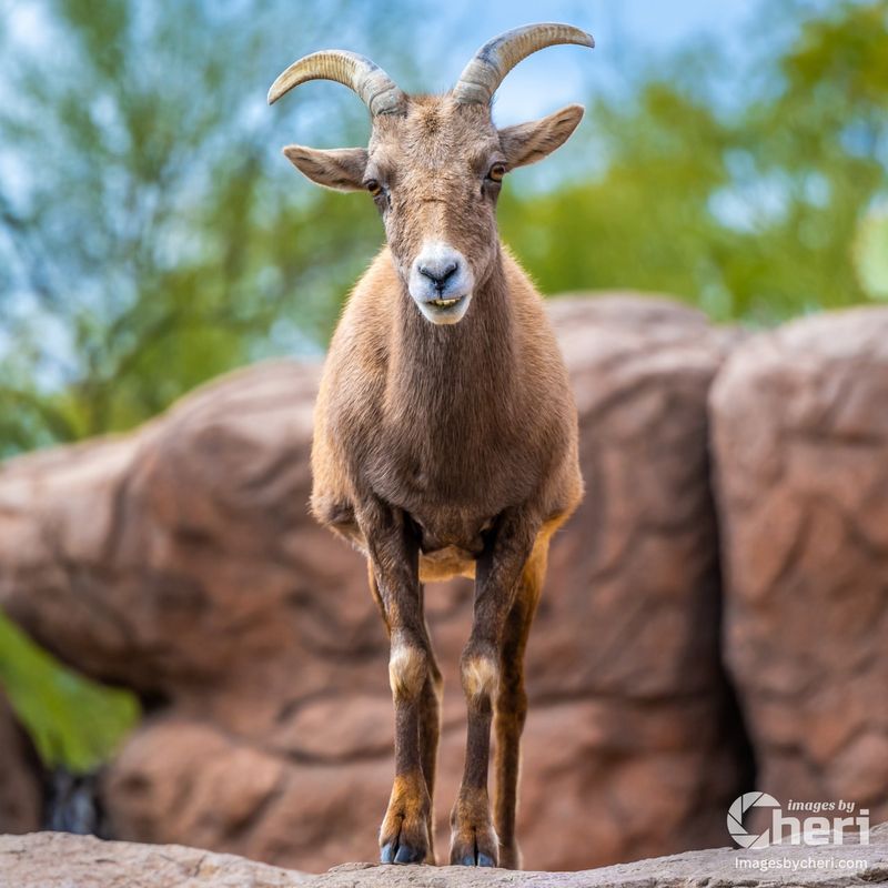 Feral Sheep