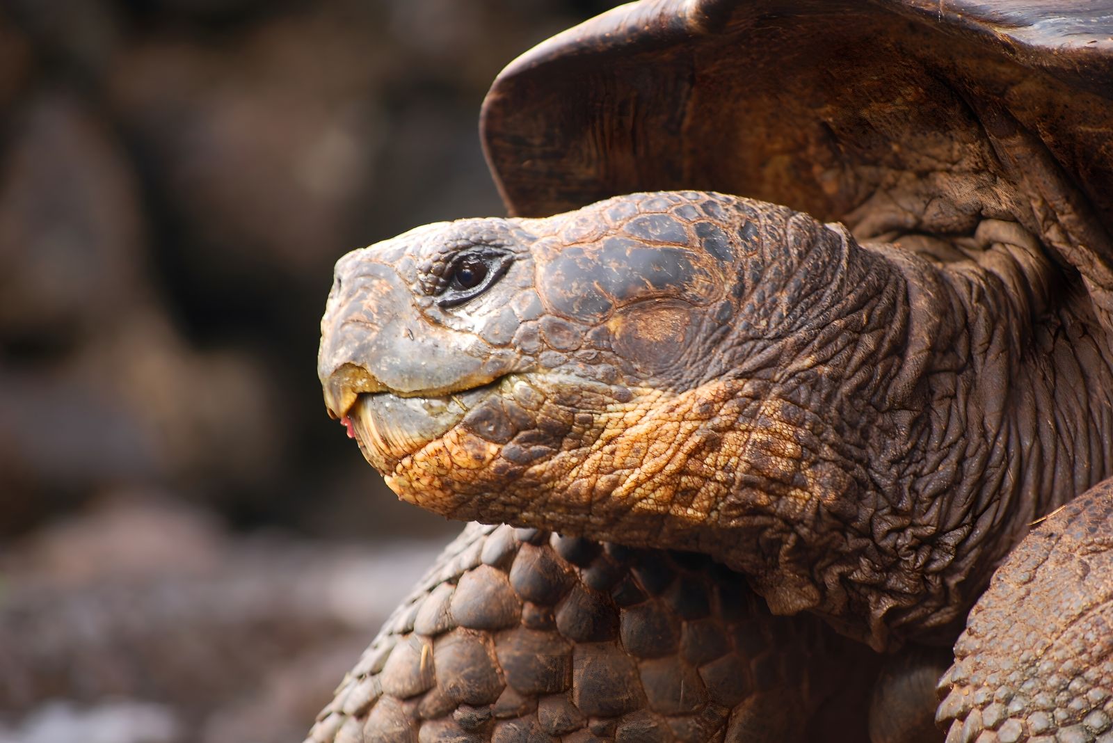 Fernandina Island Galapagos Tortoise