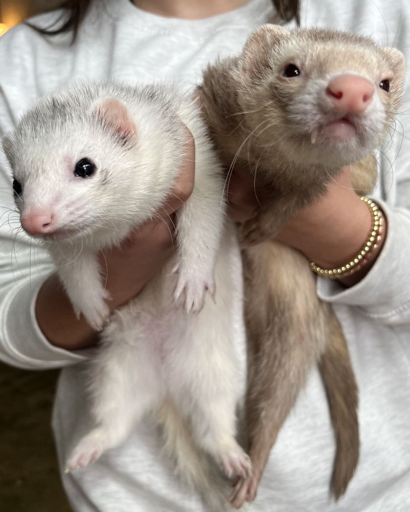 Ferrets Have Different Colors