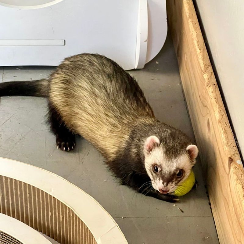 Ferrets Have Scent Glands