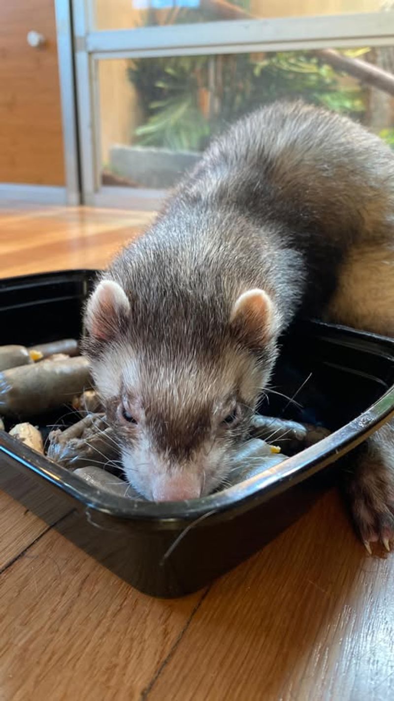 Ferrets Have a High Metabolism